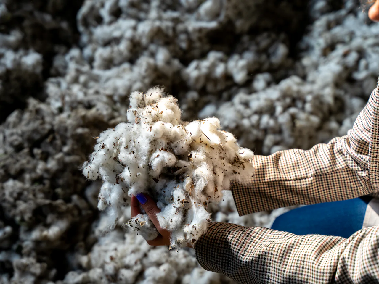 Hands holding raw cotton bolls before spinning
